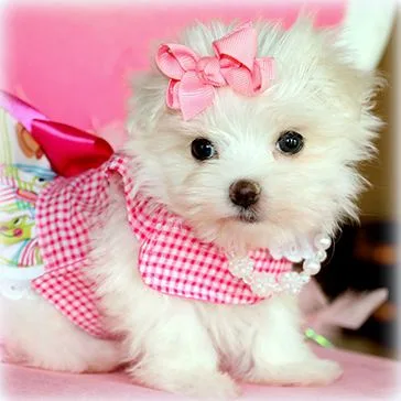Maltese puppy