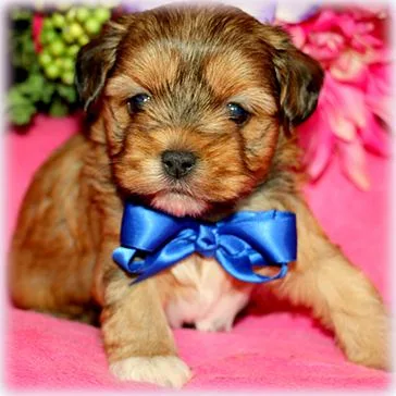 Shorkies puppy