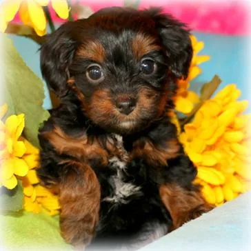Yorki-Poo puppy