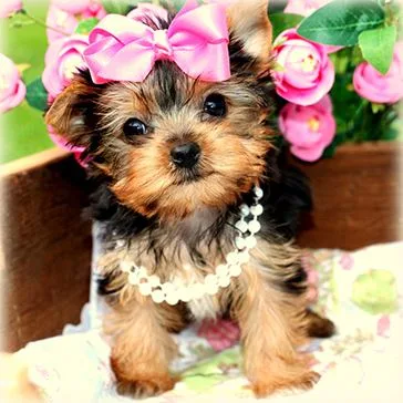 Yorkshire Terriers puppy